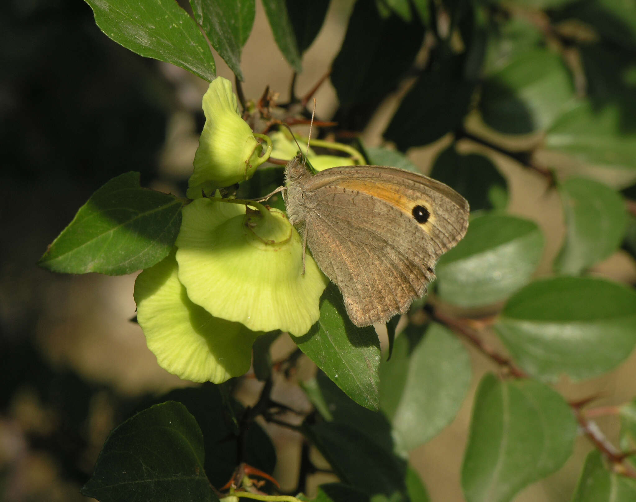 Image of Hyponephele lupinus Costa 1836