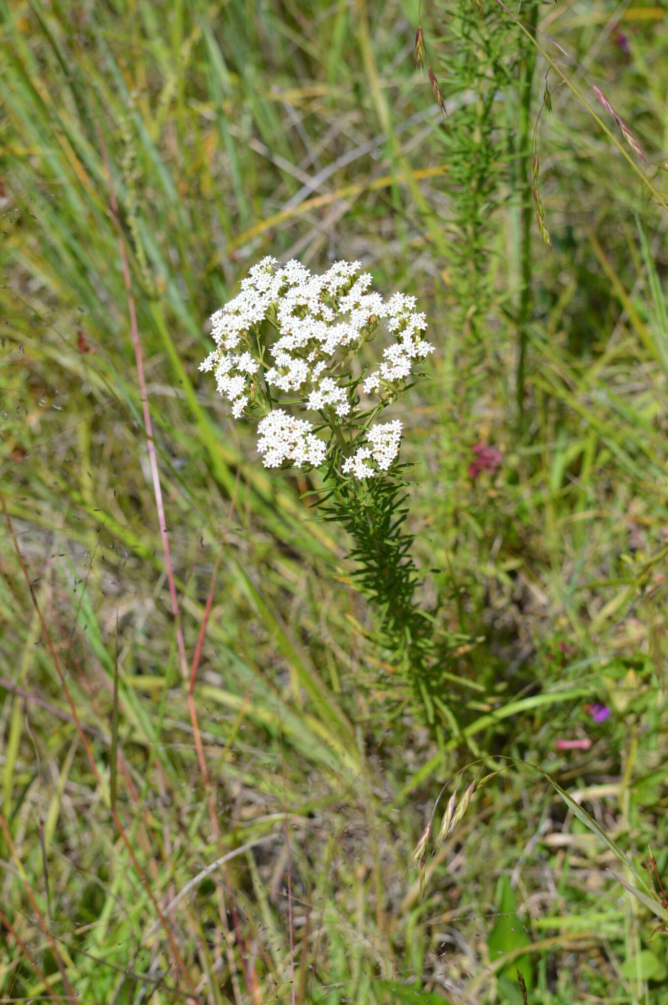 Stevia serrata Cav. resmi