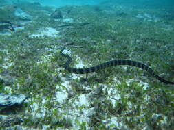 Image of Slender-necked Seasnake