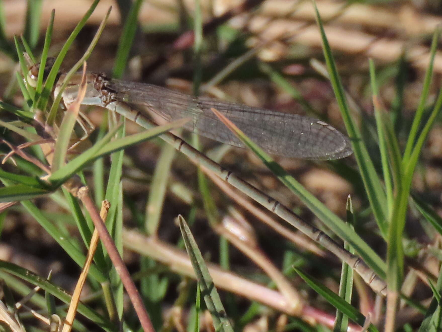 Image of Pseudagrion vaalense Chutter 1962