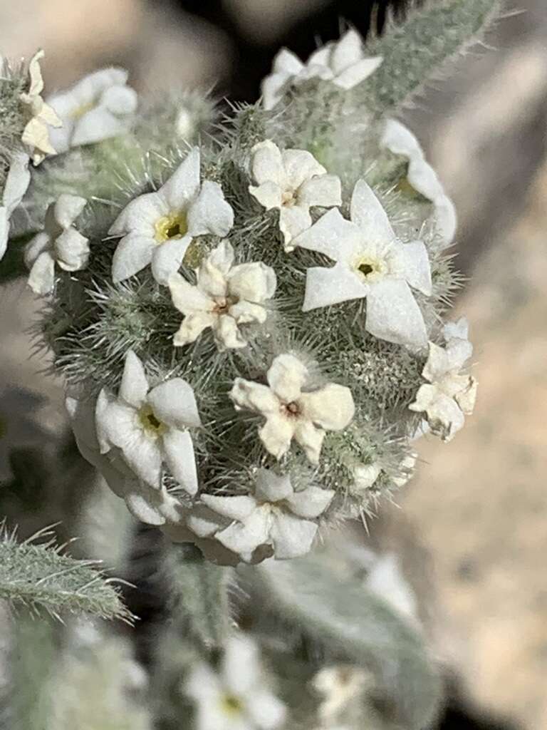 Image of Sierra cryptantha