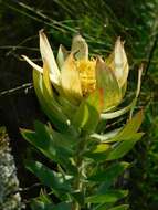 Image of Leucadendron burchellii I. J. M. Williams