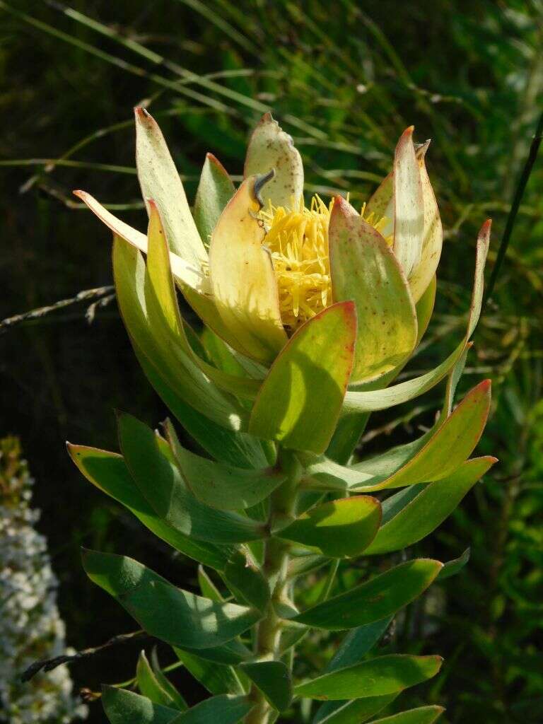 Image of Leucadendron burchellii I. J. M. Williams