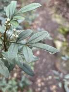 Image of Boronia fraseri Hook.