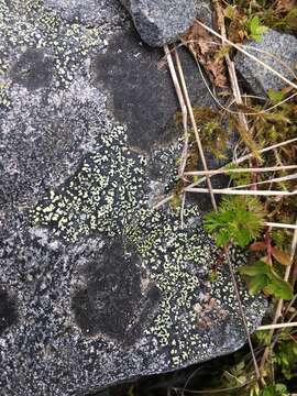 Image of Yellow map lichen;   World map lichen