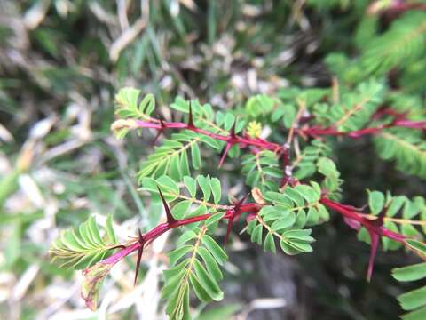 Image of Rosa morrisonensis Hayata