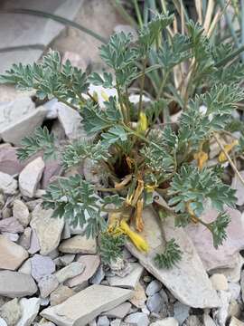 Corydalis curvisiliqua subsp. occidentalis (Engelm. ex A. Gray) W. A. Weber resmi