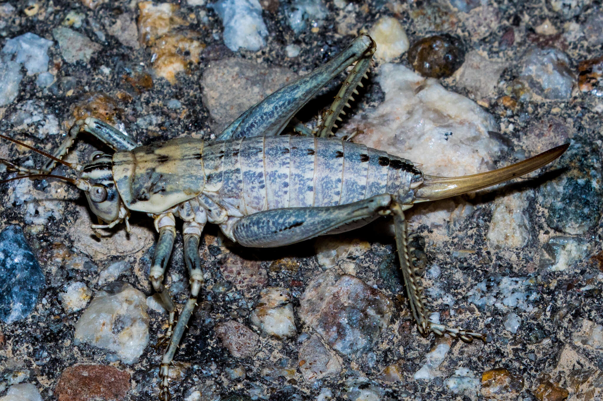 Image of Ateloplus splendidus Hebard 1934