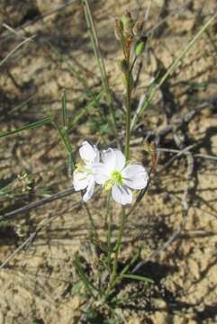 Image de Heliophila macowaniana Schltr.