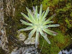 Image of Saxifraga hostii Tausch