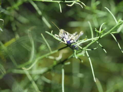 Image of Western Sagebrush Grasshopper