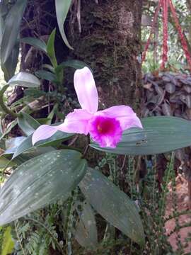 Image of Sobralia decora Bateman