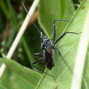 Image de Rhynocoris tristis (Stål 1855)