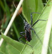 Plancia ëd Rhynocoris tristis (Stål 1855)