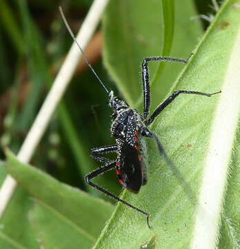 Image of Rhynocoris tristis (Stål 1855)