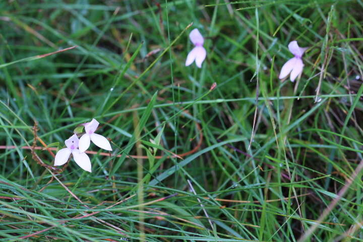 Brownleea macroceras Sond.的圖片