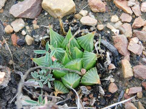 Image of Haworthia mirabilis (Haw.) Haw.