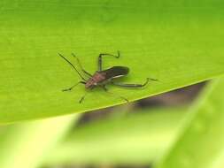 Image de Melanacanthus margineguttatus Distant 1911