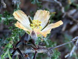 Image of Monsonia salmoniflora (Moffett) F. Albers