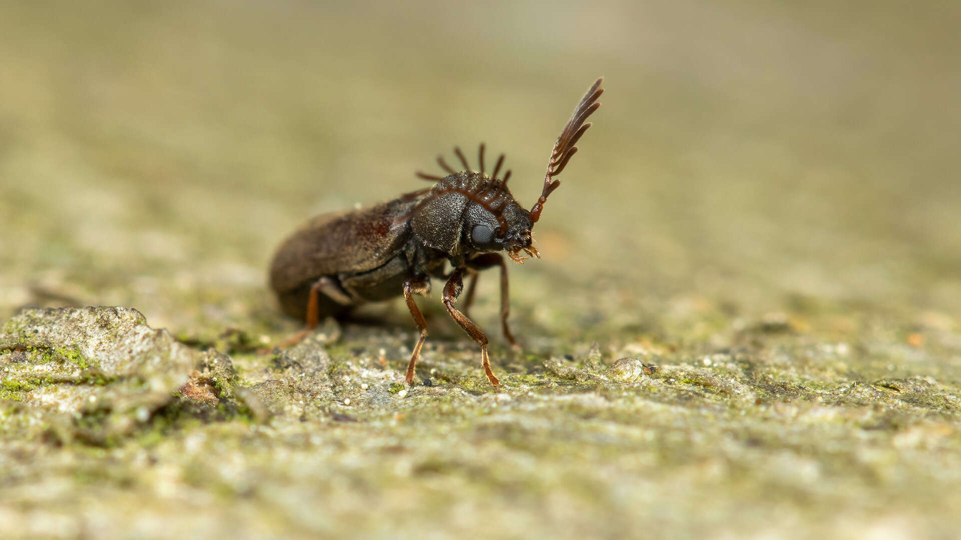 Image of Fan-bearing wood-borer