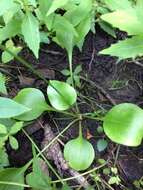 Image of fen grass of Parnassus