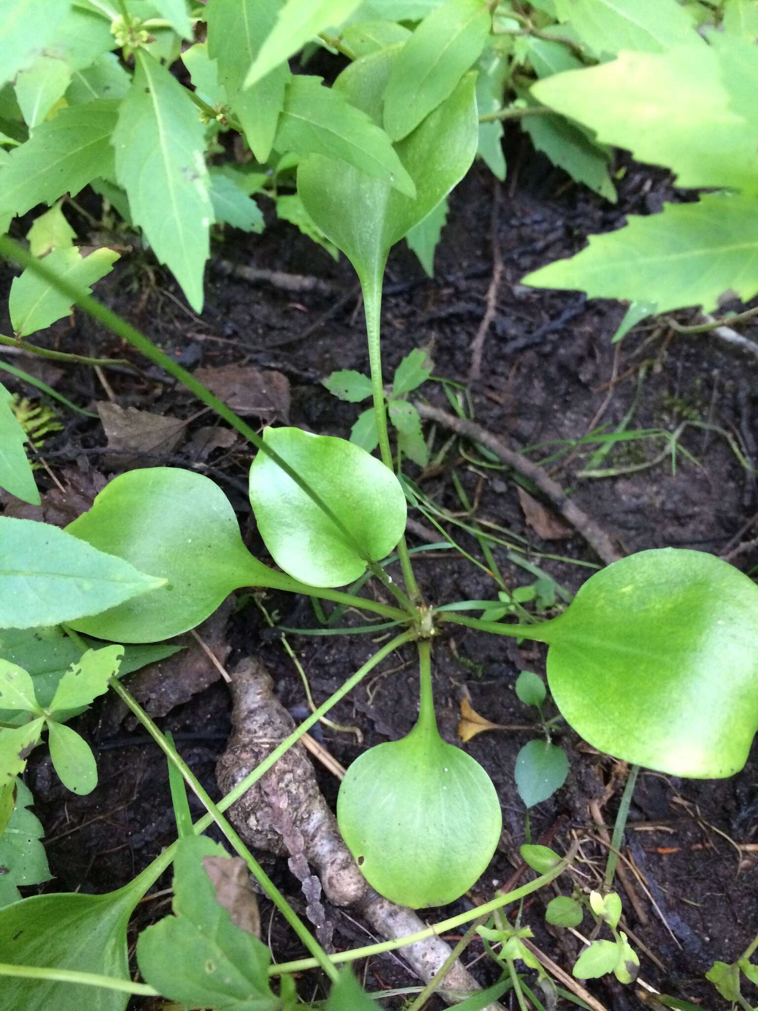 Image of fen grass of Parnassus