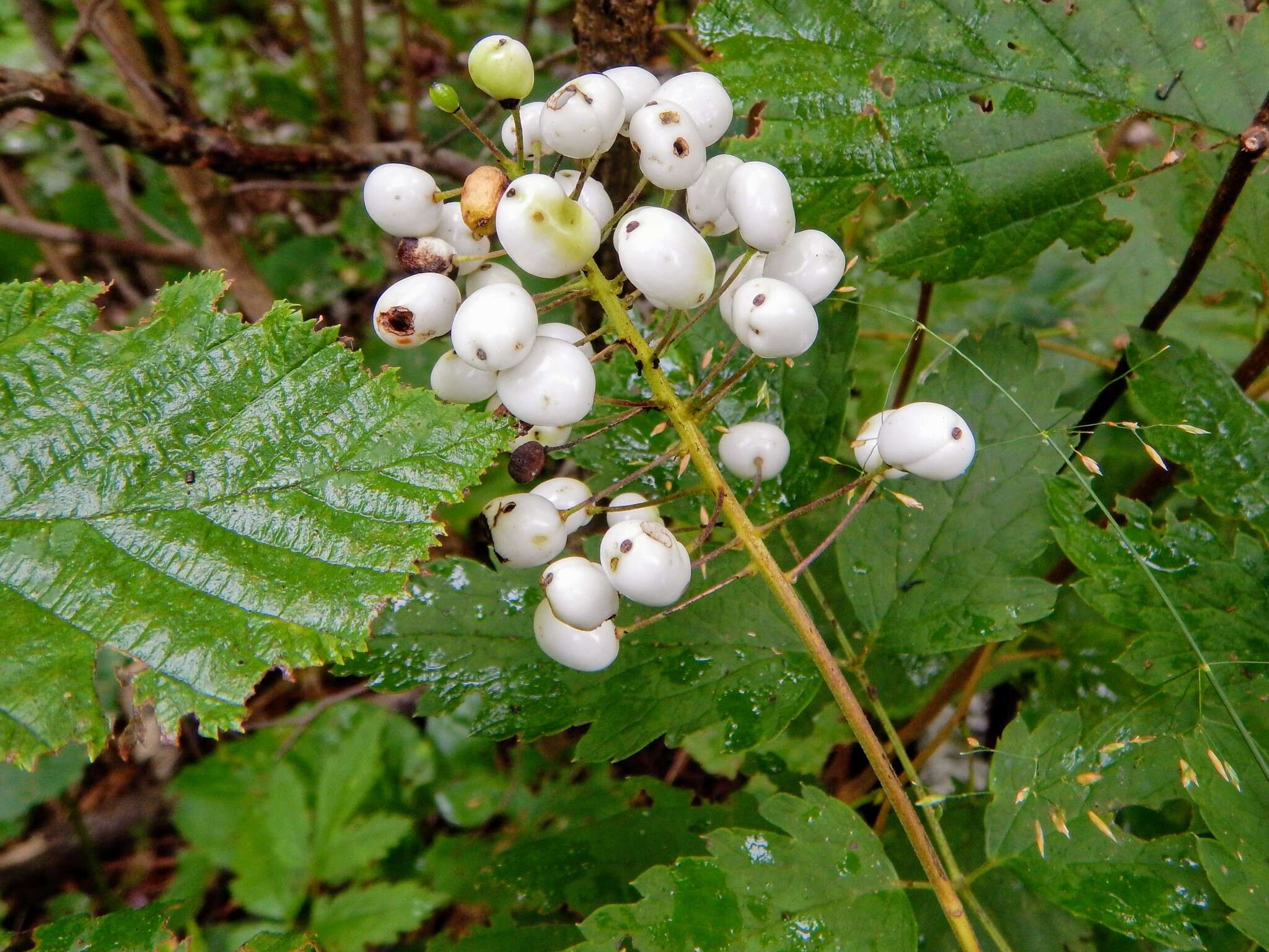 Imagem de Actaea rubra subsp. rubra