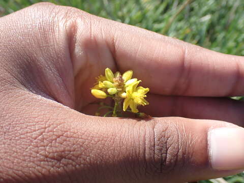 Image of Bulbine lagopus (Thunb.) N. E. Br.