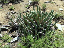 Euphorbia esculenta Marloth resmi