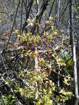 Image of Highbush blueberry