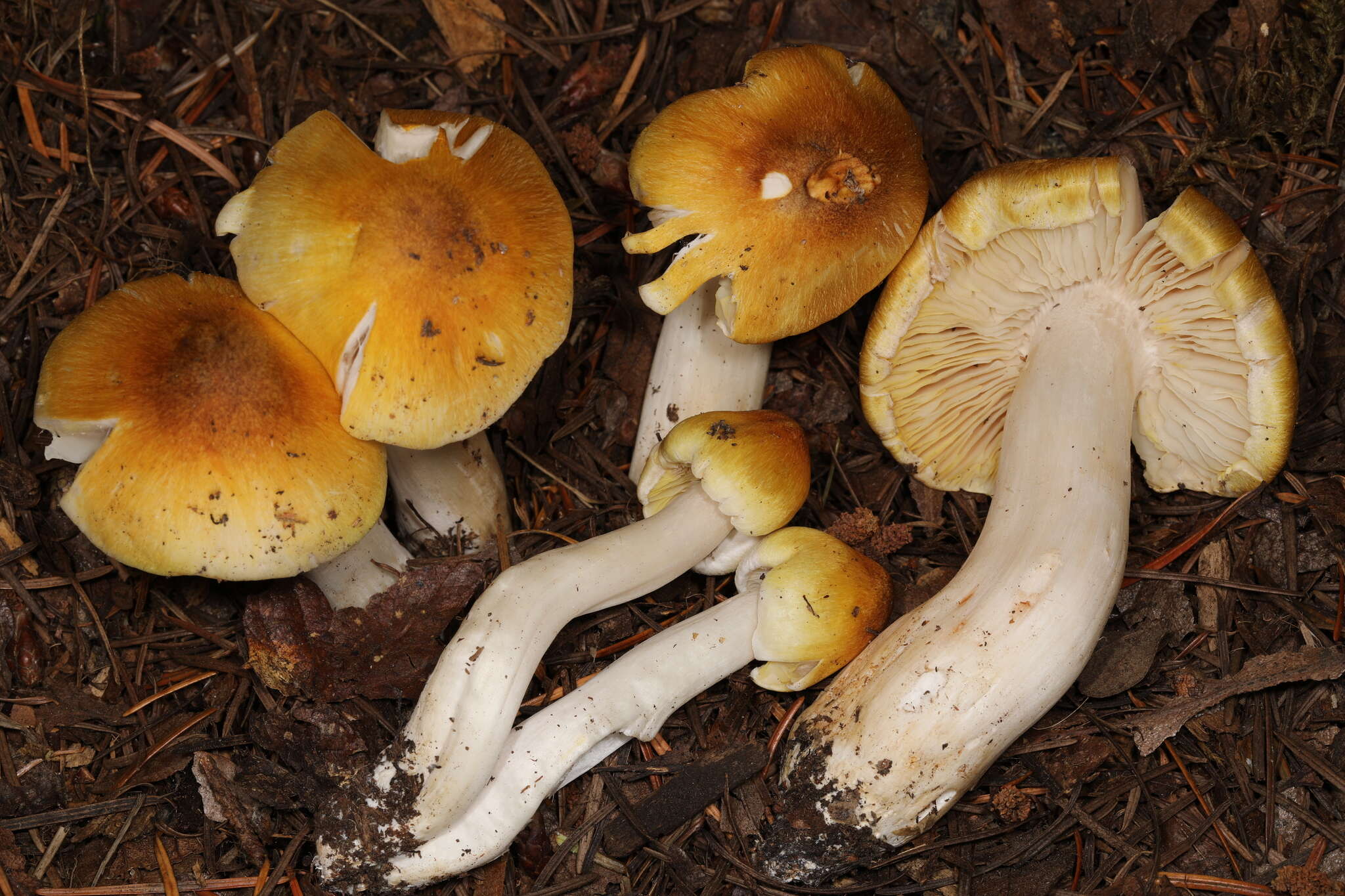 Image of Tricholoma arvernense Bon 1976