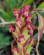 Image of African weed-orchid