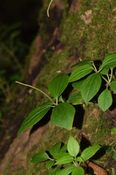 Image of Peperomia subblanda C. DC.