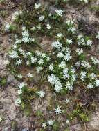 Image of Baker's navarretia