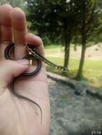 Thamnophis pulchrilatus (Cope 1885)的圖片