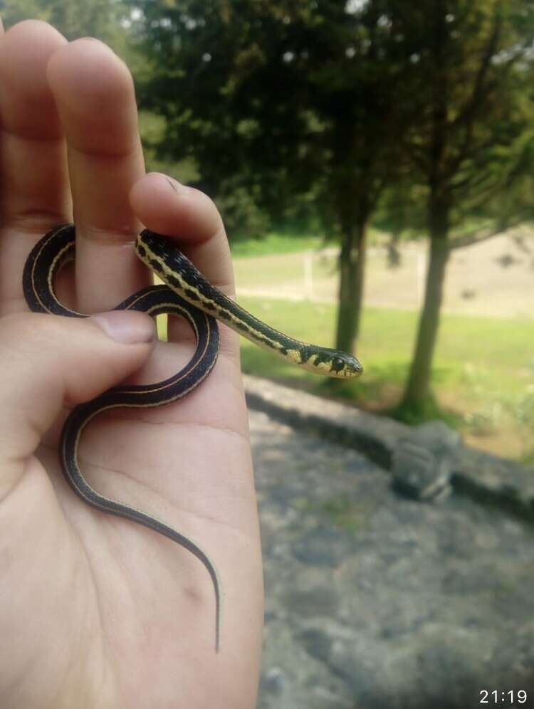 Thamnophis pulchrilatus (Cope 1885)的圖片