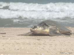 Image of Ridley sea turtles