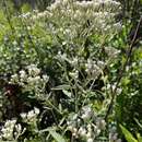 Eupatorium anomalum Nash的圖片