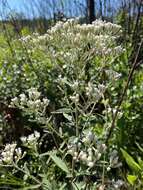 Image of Florida Thoroughwort