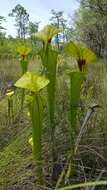 Image of Yellow pitcher plant