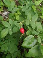 Image of whitewoolly rose