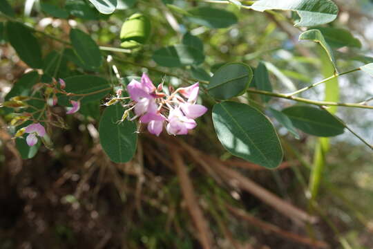 Image of Campylotropis macrocarpa (Bunge) Rehder