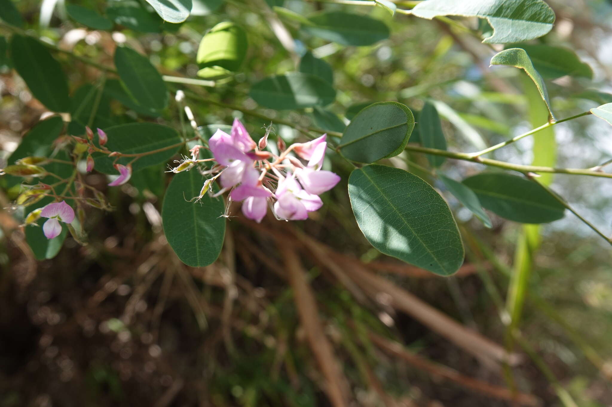 Image de Campylotropis macrocarpa var. giraldii (Schindl.) P. Y. Fu