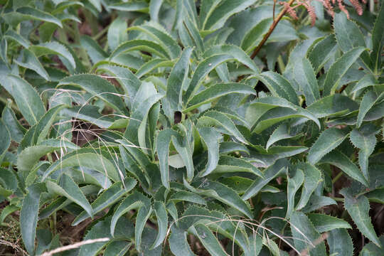 Image of Corsican hellebore