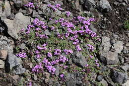 Thymus extremus Klokov resmi