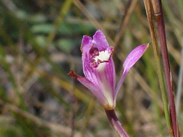 Image of Bletia lilacina A. Rich. & Galeotti