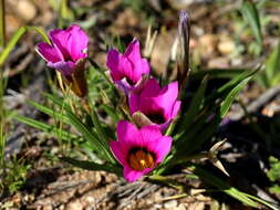 Image of rosy sandcrocus