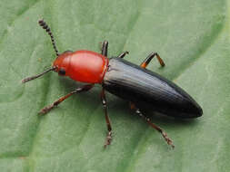 Image of Clover Stem Borer