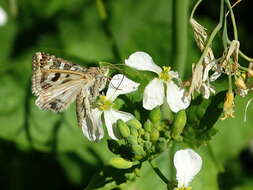 Image of Schinia nuchalis