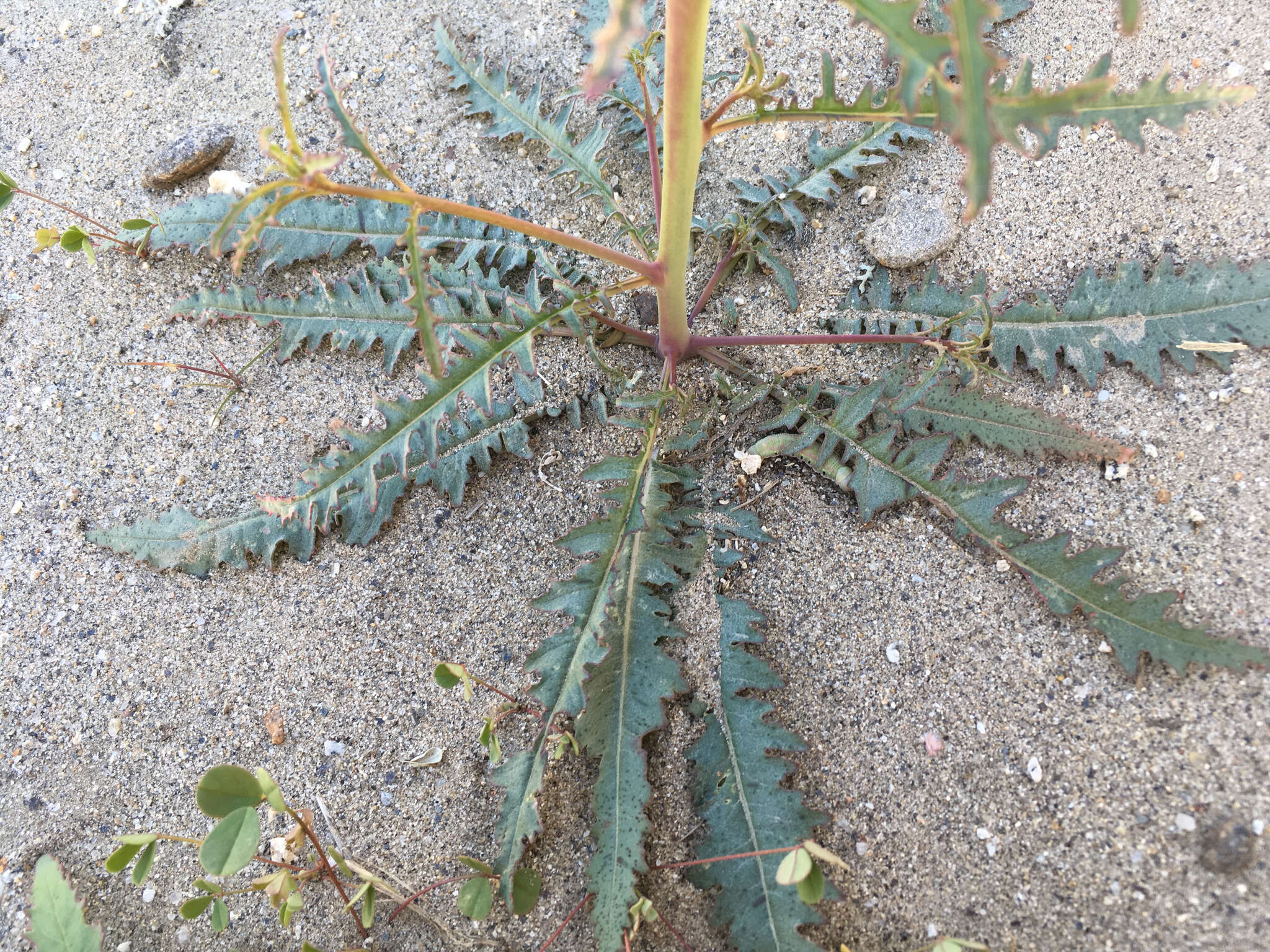 Image of California suncup